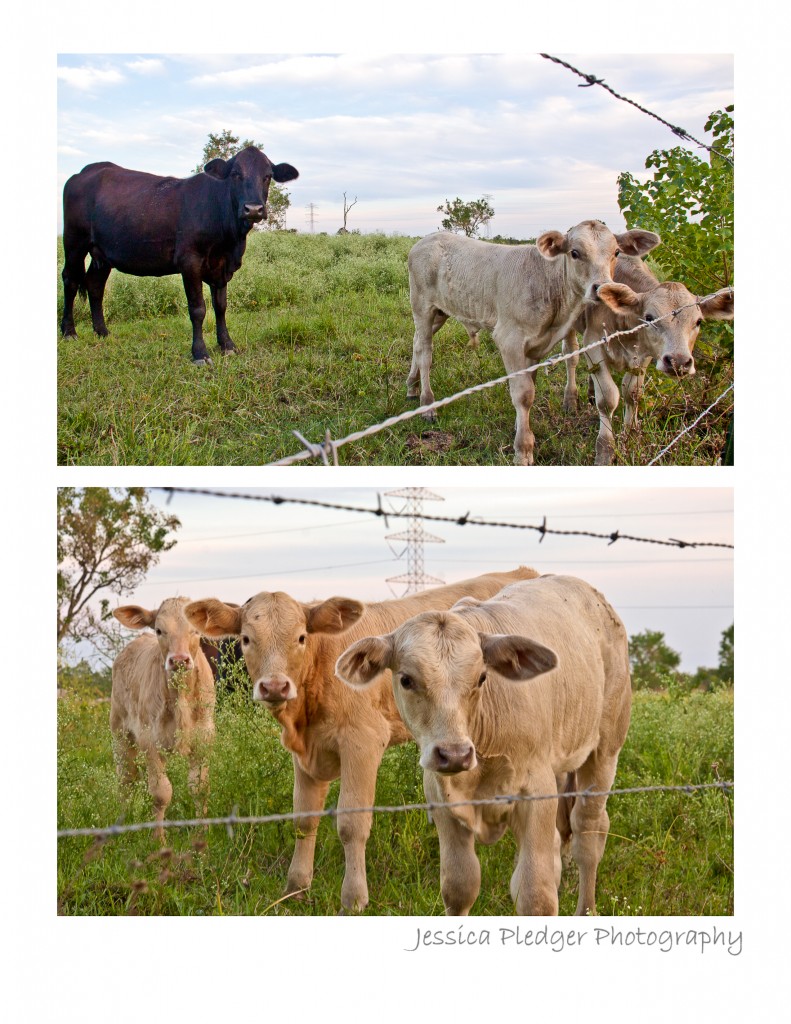 Texas cows