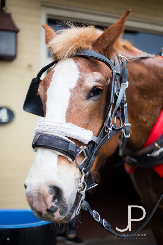 Charleston Travel Guide Carriage Ride