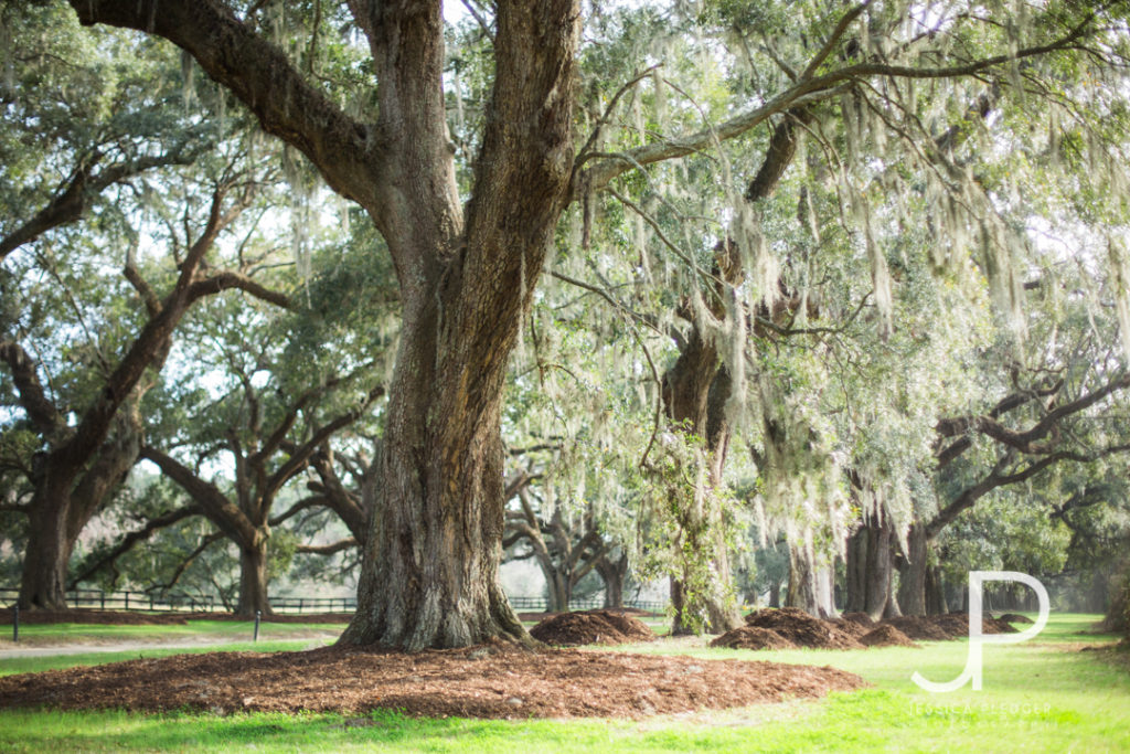 Charleston Travel Guide